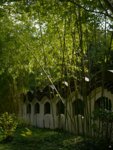 Bambus an der Drachenmauer des Minggartens Groningen