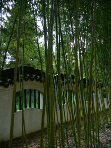 Bambus vor der Drachenmauer im Ming Garten von Groningen