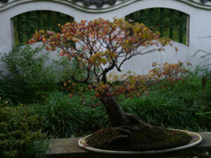Ahornbonsai in beginnender Herbstfärbung, windgepeitschte Form im Ming Garten in Groningen