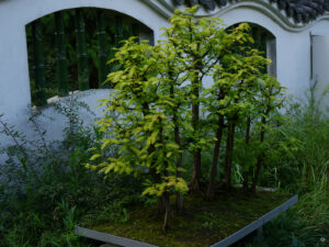Nadelgehölzgruppe als Bonsai-Landschaft im Ming Garten Groningen