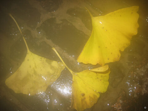herbstliche Ginkgo-Blätter im Wasser