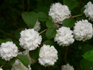 Schneeball, Viburnum plicatum, im Waldgarten Etzel