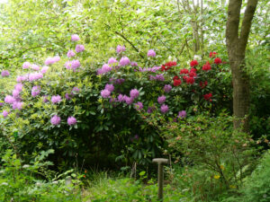 Im Waldgarten Etzel