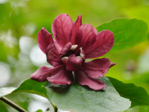 Calycanthus floridus im Waldgarten Etzel