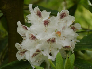 Großblütiger Rhododendron im Waldgarten Etzel