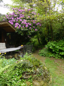 Großblütiger Rhododendron im Waldgarten Etzel, Gartenhütte am Teich.