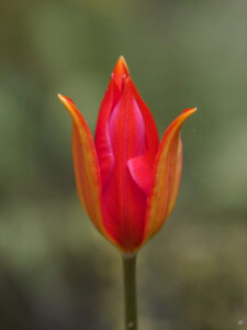 Wildtulpe im Waldgarten Etzel