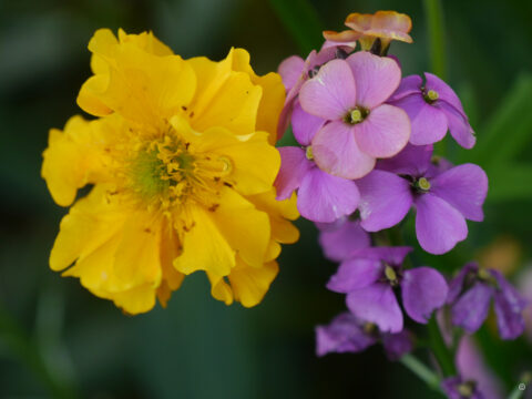 Geum chiloense 'Goldball', Erysimum cheiri 'Constant Cheer' Landidyll Tjarks