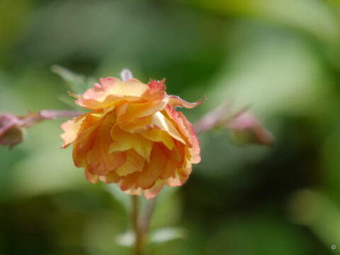 Geum coccineum 'Nonna', Wurzerls Garten