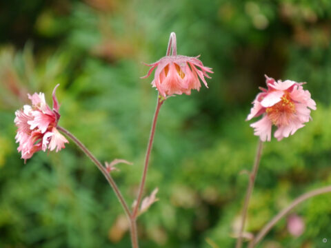 Geum x cultorum 'Pink Fluffy', Nelkenwurz, Aleida Zuch 