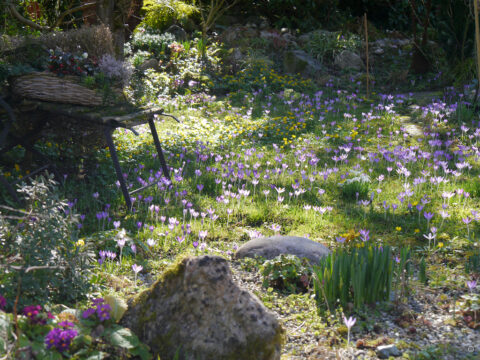 Die Krokuswiese in Wurzerlsgarten