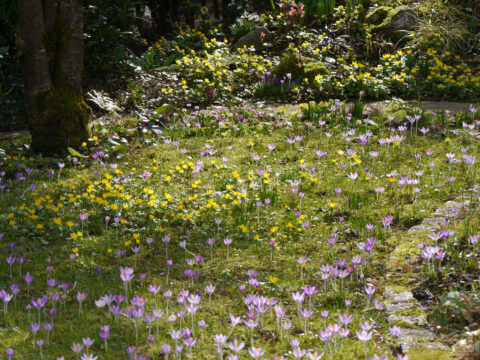 Winterlinge in der Krokuswiese in Wurzerlsgarten