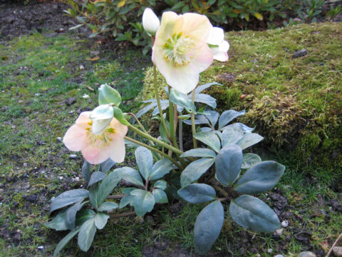 Helleborus niger, Vorgarten von Wurzerlsgarten