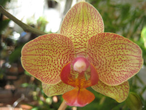 Phalaenopsis Hybride im Wintergarten