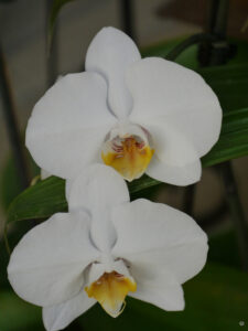 Phalaenopsis Hybride im Wintergarten