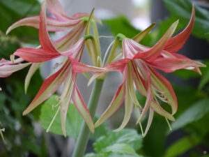 Hippeastrum 'Tango', Ritterstern, Wurzerlsgarten