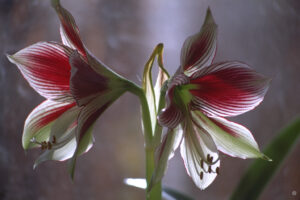Hippeastrum papilio, Wurzerlsgarten