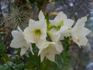 Hippeastrum weiße No Name Hybride, Wurzerlsgarten