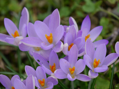 Crocus tommansianus in Wurzerlsgarten