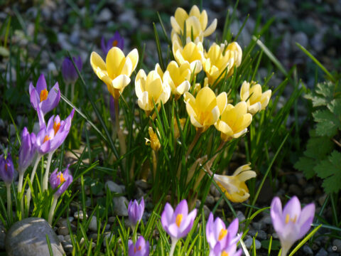Crocus tommansianus und gelbe Wildkrokusse in Wurzerlsgarten