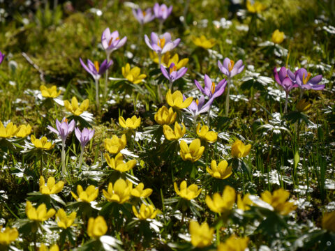 Eranthis hyemalis, Winterlinge und Elfenkrokusse in Wurzerlsgarten