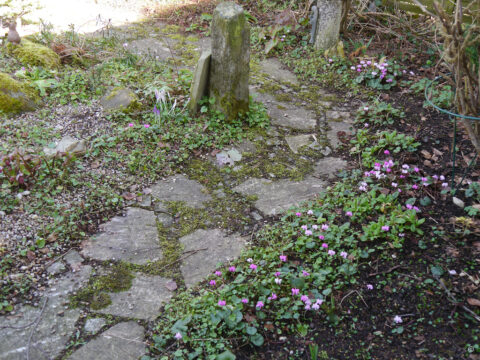 Der Cyclamen-Saum vor der Gartenhütte in Wurzerlsgarten