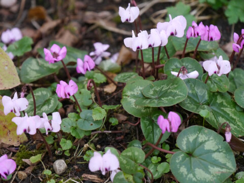Cyclamen coum in der Sonne in Wurzerlsgarten