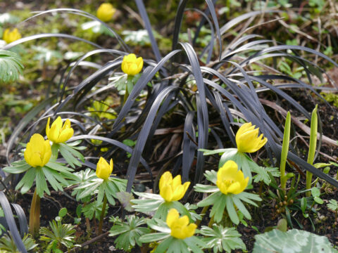 Eranthis hyemalis mit Ophiopogon nigrescens in Wurzerlsgarten