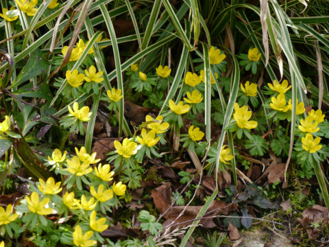 Winterlinge mit Carex als Nachbar in Wurzerlsgarten