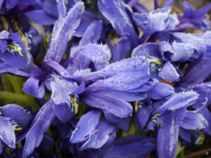 Iris histrioides 'Palm Springs', Bäuerleins Grüne Stube