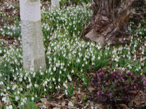 Galanthus und Helleborus im Schaugarten "Bäuerleins Grüne Stube" Bad Abbach