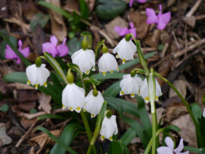 Leucojum vernum dahinter Cyclamen coum