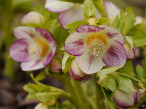 Helleborus x hybridus, Bäuerleins Grüne Stube
