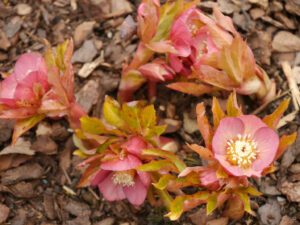 Helleborus x hybridus, Bäuerleins Grüne Stube