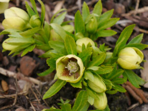 Helleborus x hybridus, Bäuerleins Grüne Stube