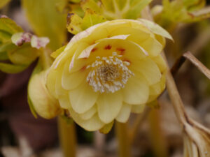 Helleborus x hybridus, Bäuerleins Grüne Stube
