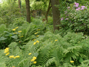 Naturgarten Jan Wilde een Tuin
