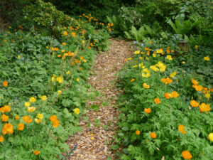 Naturgarten Jan Wilde een Tuin