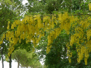 Goldregen, (Laburnum) Eingangsbereich, Naturgarten Jan Wilde een Tuin