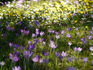 Die Elfenwiese in Wurzerlsgarten.