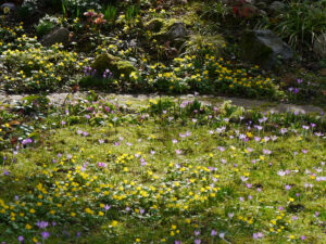Die Elfenwiese, Aquilegia-Walk und der Bachhügel in Wurzerlsgarten