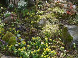 Der Bachhügel mit Winterlingen, Helleborus und Galanthus nivalis in Wurzerlsgarten