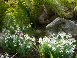 Galanthus nivalis auf dem Bachhügel in Wurzerlsgarten