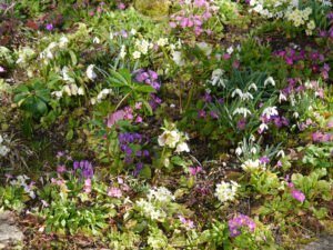 Das Frühlingsbeet in der Ahornecke in Wurzerlsgarten