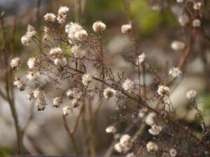 Alte Samenstände vom Vorjahr in Wurzerlsgarten