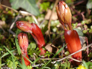 Neuaustrieb einer Staudenpaeonie in Wurzerls Garten