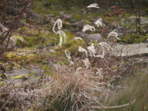 Alte Samenstände vom Vorjahr in Wurzerlsgarten