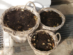 Historische Tulpen, Aufnahme vom 21.2.2023 in Wurzerlsgarten