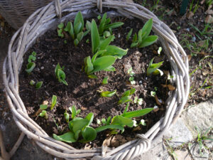 Historische Tulpen, Aufnahme vom 21.2.2024 in Wurzerlsgarten