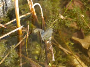 Die Wasserschnecken sind bereits mehr als aktiv im Teich von Wurzerlsgarten